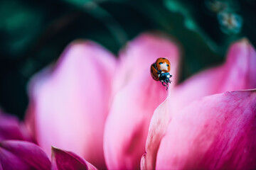 ladybug on flower