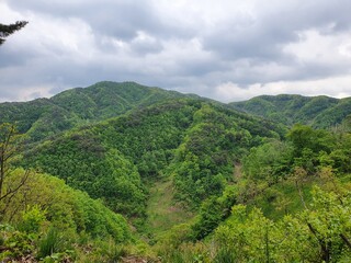 Fototapeta premium landscape with trees