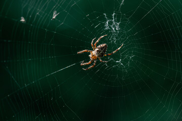 spider on web
