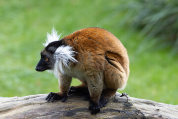 Female Black lemur, Eulemur macaco, sitting on a piece of wood. The moor lemur is a species from the family Lemuridae and occurs in moist forests in the Sambirano region of Madagascar. High quality