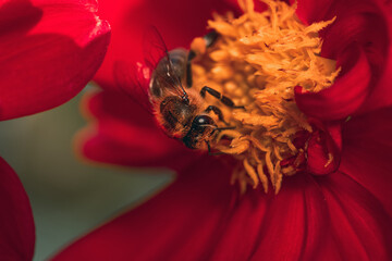 bee on red flower - Powered by Adobe