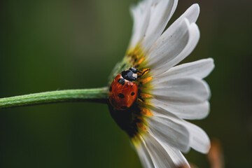 Chamomile close-up. Summer. Green background
