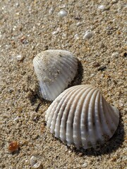 Close -up view of shells stranded on the beach