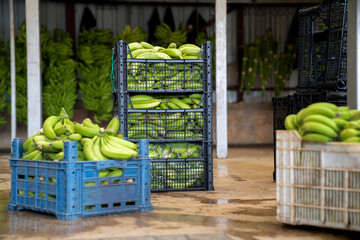 Sorting of the banana harvest in the shop at the banana production. Boxes with sorted bananas....