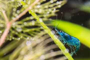 neocaridina Davidi Blue Dream II