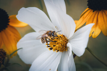 bee on flower