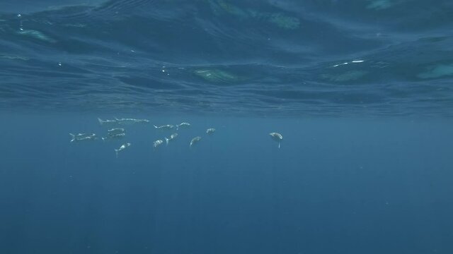 School of Striped Mullet - Mugil cephalus swims under surface of water in sun rays