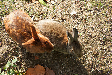 rabbit on the ground