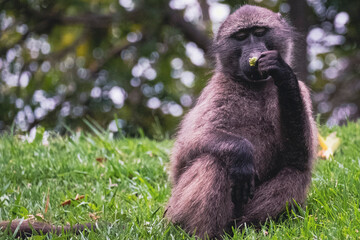 Baboon Eating