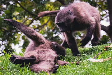 Baboons Playing