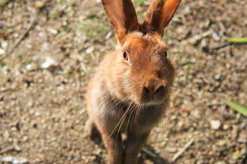 rabbit grass
