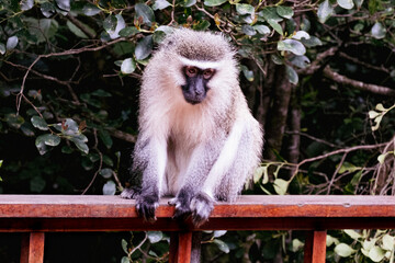 Vervet Monkey