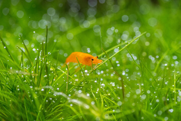 Neocaridina Davidi Orange Fire III