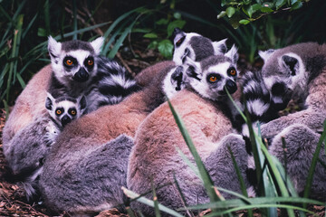 Ring-Tailed Lemurs