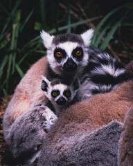 Obraz premium Ring-Tailed Lemurs