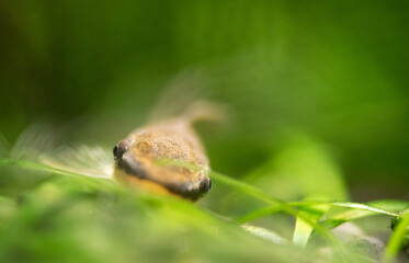 Ohrgitterharnischwels II