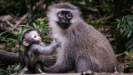 Naklejka premium Vervet Monkey
