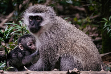 Naklejka premium Vervet Monkey