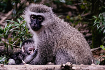 Vervet Monkey