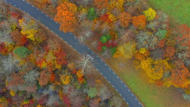 Top down tracking shot of a car driving in contryside road through an autumnal pine forest in Sweden