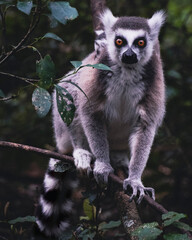 Mom and Baby Ring-Tailed Lemurs