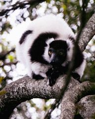 Ruffed Lemur