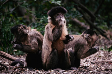 Three Brown Capuchin Monkeys