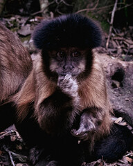 Brown Capuchin Monkey