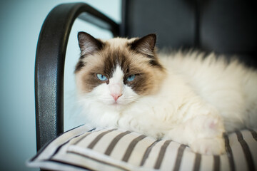 Young beautiful purebred Ragdoll cat at home
