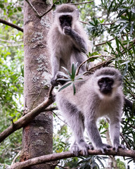 Two Vervet Monkeys in a tree