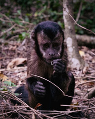 Brown Capuchin Monkey