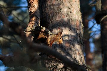 Close-up of a squirrel perched on a branch
