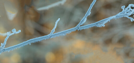 Close-up of a branch covered in hoar frost