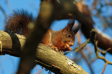 Close-up of a squirrel perched on a branch