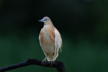 The squacco heron (Ardeola ralloides)