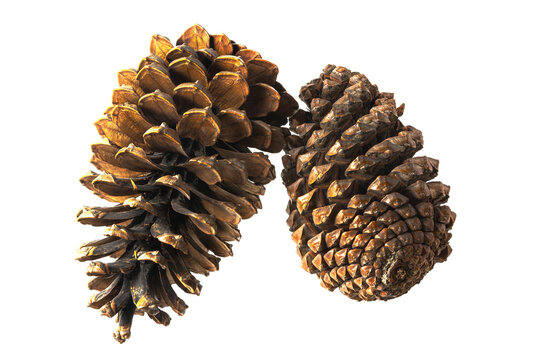 Two more pine cones on a white background. Isolated