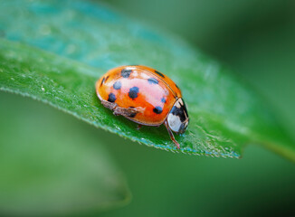 Obraz premium Close up of a ladybug on a green leaf