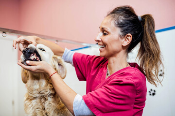 Veterinarian checking teeth of dog