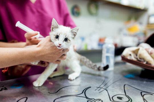 Faceless veterinarian injecting cat in clinic