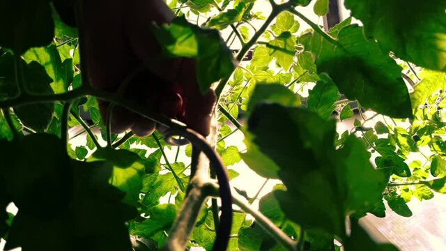 Pflege und Ausgeizen von Tomaten Planzen