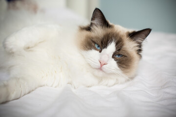 Fototapeta na wymiar Young beautiful purebred Ragdoll cat at home