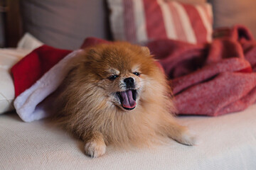 Little fluffy Pomeranian puppy dog in red Santa Claus hat at Christmas lying on a couch decorated with pillows and blanket in modern interior room. Family holidays. © Nastassia Kudzina
