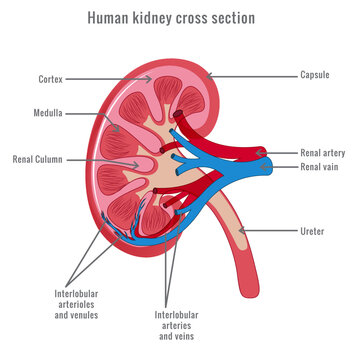 Human kidney cross section vector illustration