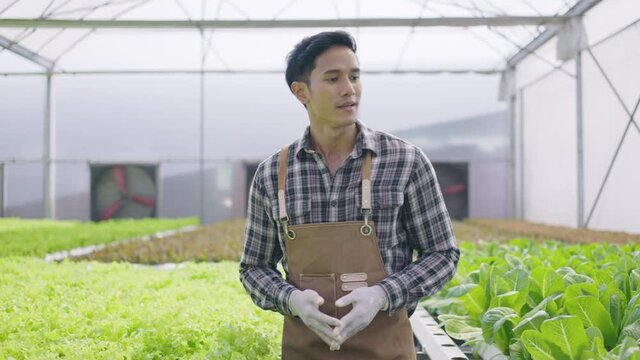 Young Asian man man walks and explains and introduces the hydroponics farm. Hydroponics greenhouse farm organic fresh harvested vegetables concept