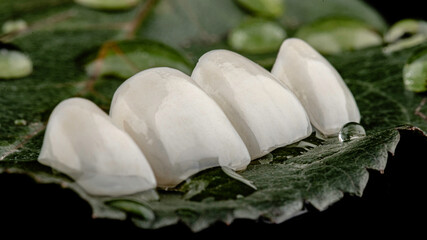 Dental implants and dentures in close-up Siemke on a black background
