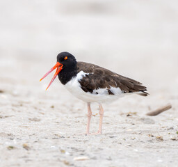 American oystercatcher on beach