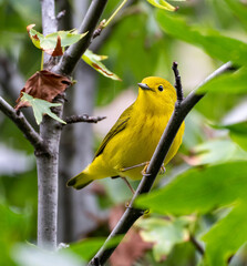 Yellow warbler in trees