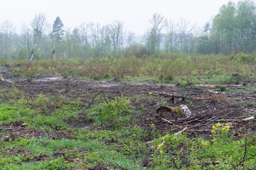 Clearance in the forest, only stumps and branches visible, early spring morning, fog in the distance
