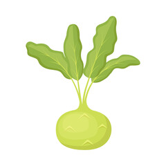 Kohlrabi cabbage, fresh farm vegetable. Vector illustration