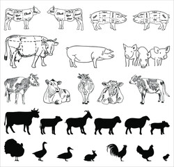 Vintage Butcher shop hand - drawn. Retro Menu Restaurant poster. Vector. Fresh meat products. Design element for poster, menu, flyer, banner, package.